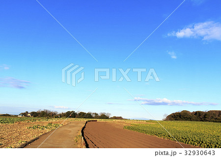 田舎風景（神奈川、三浦・横須賀、畑、冬編）　 32930643