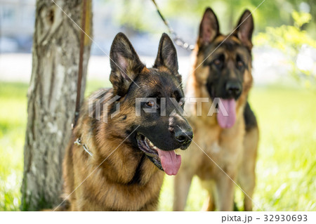 Two dogs of a sheepdog on the nature 32930693