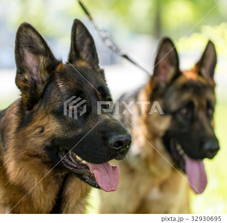 Two dogs of a sheepdog on the nature 32930695