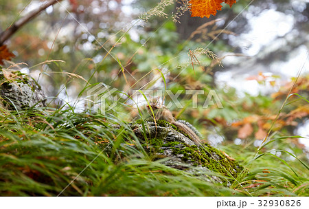 リス 風景 屋外 32930826