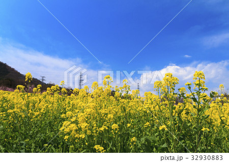 田園風景（山梨県、笛吹市、桃源郷、春編） 32930883