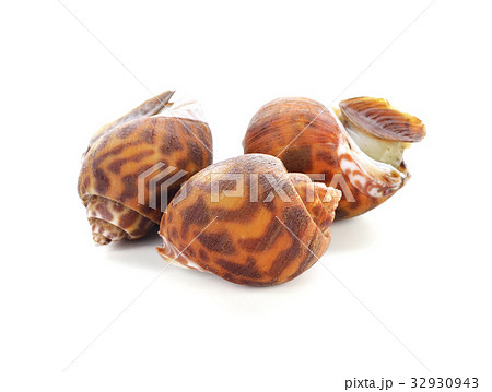 Edible snails on white background Edible snails on white background 32930943