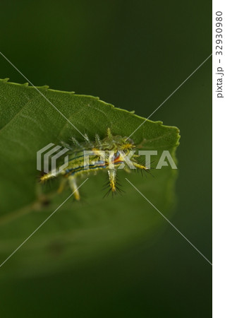生き物　昆虫　クロシタアオイラガ、幼虫です。一つ見つけると周りにいくつもいるので要注意 32930980
