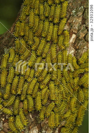 生き物 昆虫 ヒメクロイラガ 幼虫 イラガの幼虫は群れることが多いそうですがここまでくると壮観ですの写真素材