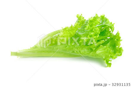 Lettuce salad isolated on white background Lettuce salad isolated on white background 32931135