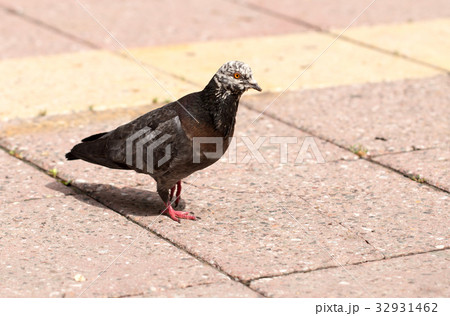 Dove on the sidewalk in the city 32931462
