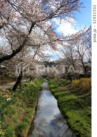 田舎風景（山梨県、忍野村、桜編） 32931502