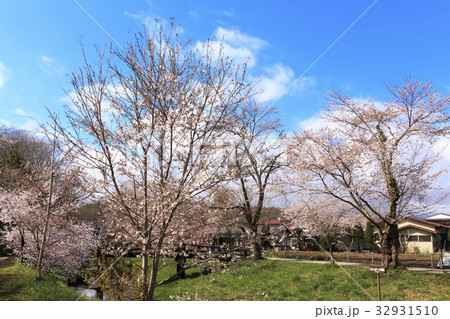 田舎風景(山梨県、忍野村、桜編) 田舎風景(山梨県、忍野村、桜編) 32931510