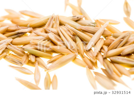 Grain of oats isolated on white background Grain of oats isolated on white background 32931514
