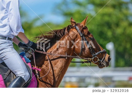 乗馬風景 32932016