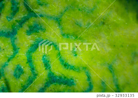 Abstract green pattern fabric texture  32933135
