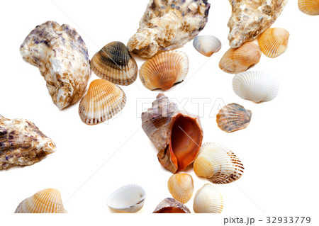 Various of seashells 32933779