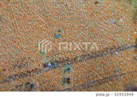 NFC chip under the microscope NFC chip under the microscope 32933949