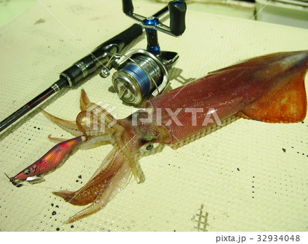 イカメタル(鉛スッテ)中錘で釣ったケンサキイカ イカメタル(鉛スッテ)中錘で釣ったケンサキイカ 32934048