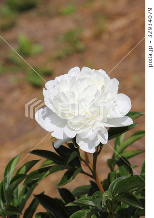 八重咲きの白い芍薬の写真素材