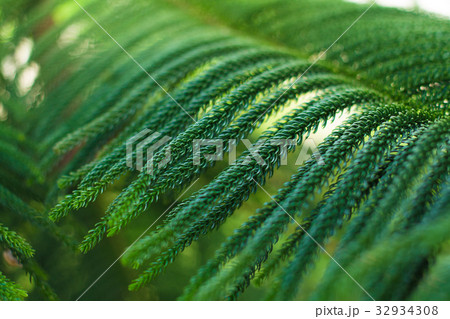 abstract background of Norfolk Island Pine Tree abstract background of Norfolk Island Pine Tree 32934308