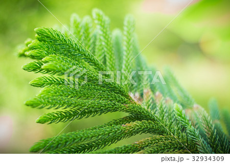 abstract background of Norfolk Island Pine Tree abstract background of Norfolk Island Pine Tree 32934309