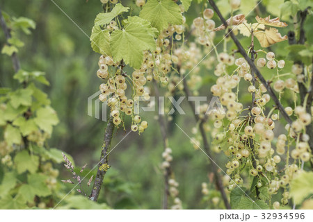 plant Ripe white currant berries fruit bio organic 32934596