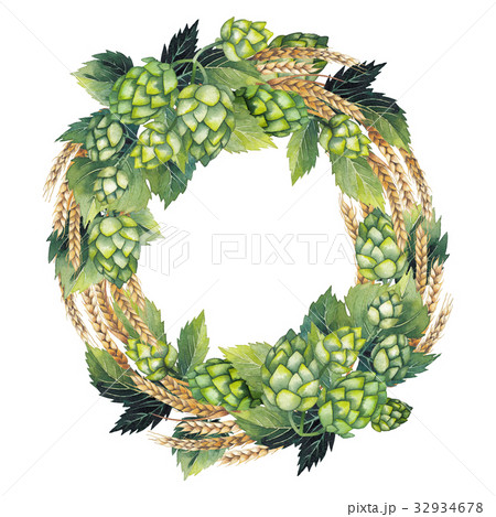 Watercolor hop and malt 32934678