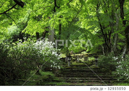 高源寺の新緑の参道 高源寺の新緑の参道 32935050