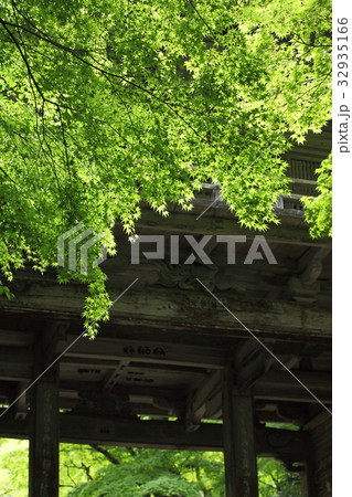 高源寺の新緑 32935166