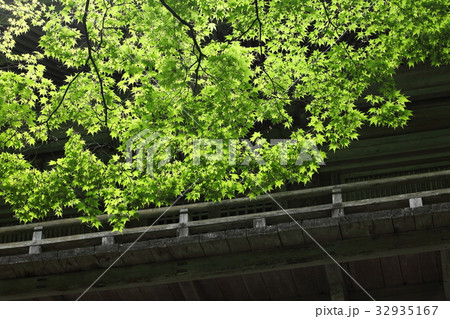 高源寺の新緑 32935167