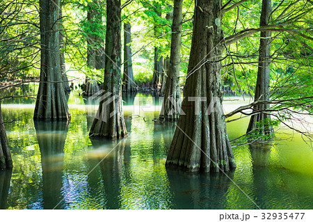 九大の森 32935477