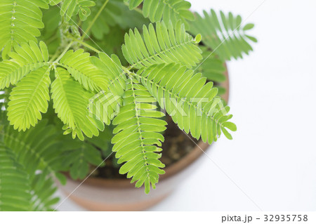 おじぎ草 32935758