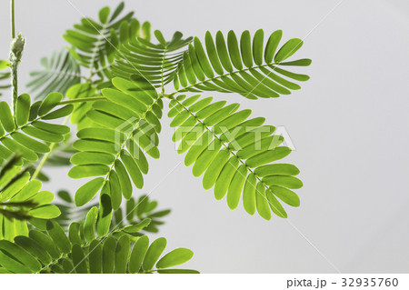 おじぎ草 32935760