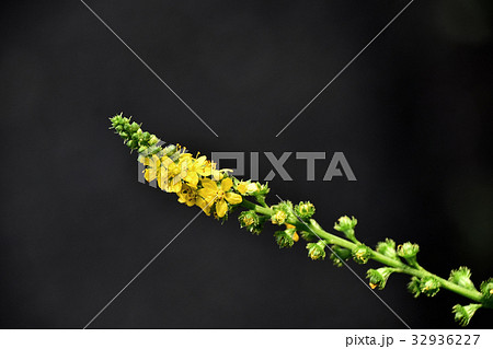 キンミズヒキ(金水引) キンミズヒキ(金水引) 32936227