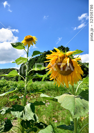 ひまわり　夏の風景 32936786