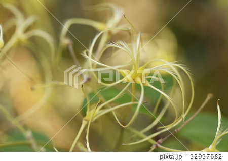 ビロードボタンツルの実 32937682