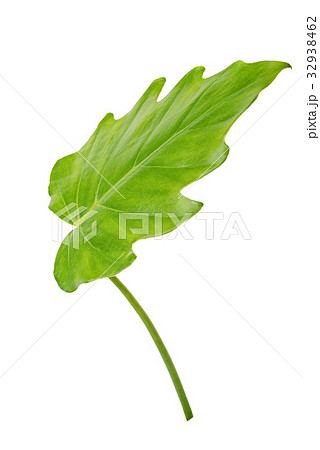 natural big jungle rain forest green leaf 32938462