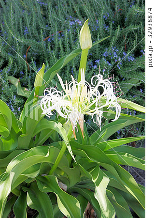 はまゆう はまゆう 32938874