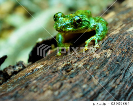 カエル　 32939364