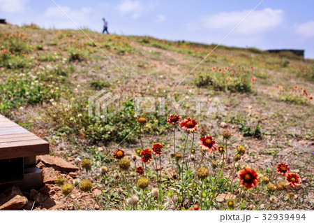 テンニンギク エコロジー エコ 32939494