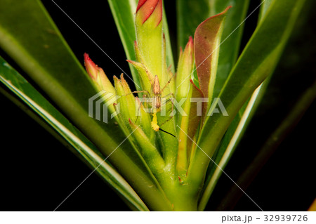 close up of a spider capturing a caterpillar 32939726