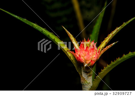 close up bromeliad or Urn Plant flower 32939727