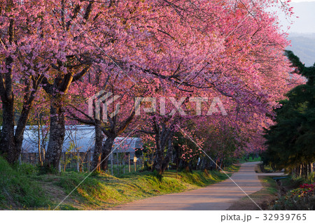 Cherry blossom pathway in Khun Wang ChiangMai Cherry blossom pathway in Khun Wang ChiangMai 32939765