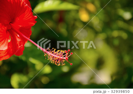 クロ-ズアップ クローズアップ 接写 32939850