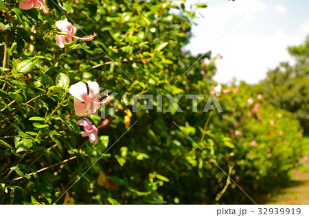 クロ-ズアップ クローズアップ 接写 32939919