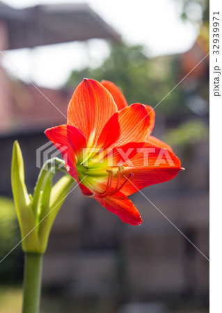 Hippeastrum johnsonii Bury beautiful flower Hippeastrum johnsonii Bury beautiful flower 32939971