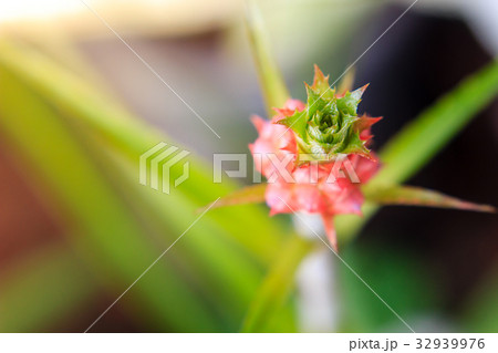 close up bromeliad or Urn Plant flower 32939976