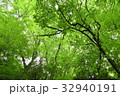 新緑 32940191
