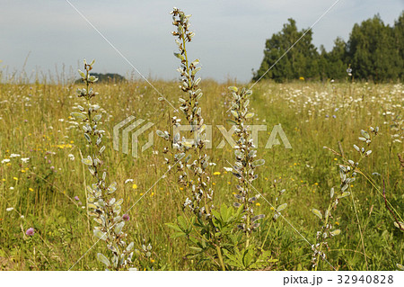 Vicia cracca 32940828