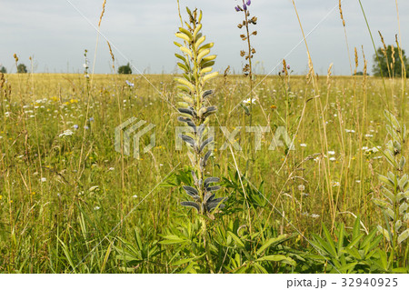 Vicia cracca in field Vicia cracca in field 32940925