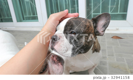 man gropes a dog 32941158