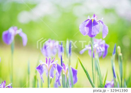 花菖蒲 32941390