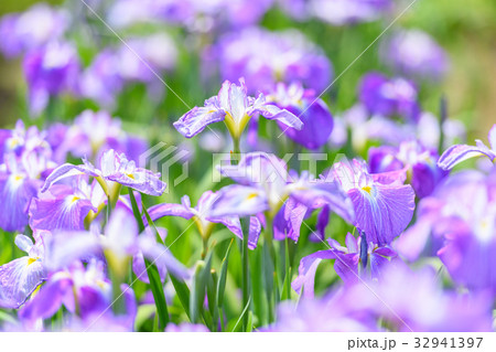 花菖蒲 32941397