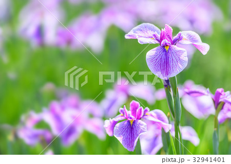 花菖蒲 32941401